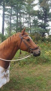 Muselière Anti-pâturage Pour Cheval Munch-N-Done Taille Standard (occasion, Orange)